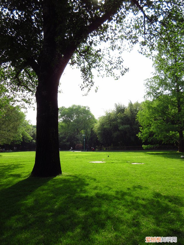 佳能ixus系列哪款最好