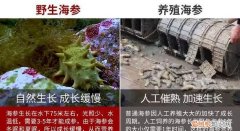 池养海参与海洋海参的区别，养殖海参和野生海参的区别在哪里