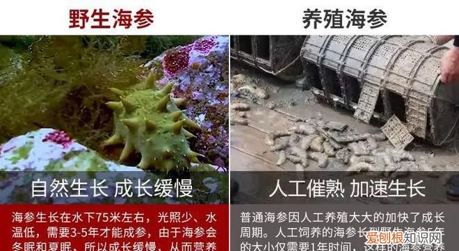 池养海参与海洋海参的区别，养殖海参和野生海参的区别在哪里