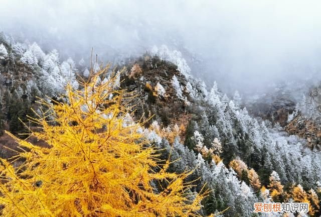 九寨沟和毕棚沟哪个更值得一去,九寨沟毕棚沟自由行最全攻略