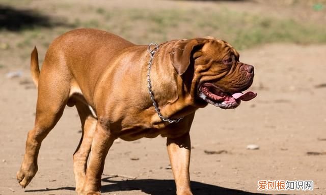 军犬对比护卫犬战斗力完爆藏獒,军犬和护卫犬打架哪个厉害