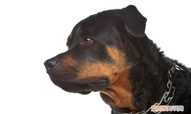 军犬对比护卫犬战斗力完爆藏獒,军犬和护卫犬打架哪个厉害