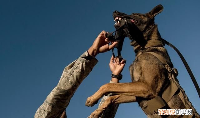 军犬对比护卫犬战斗力完爆藏獒,军犬和护卫犬打架哪个厉害