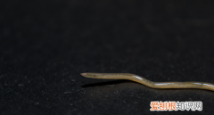 狗狗吐虫子还能活几天，狗狗吐出线虫会不会死掉