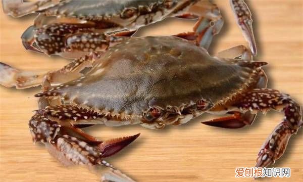 梭子蟹的籽能吃，梭子蟹外面的籽能吃吗