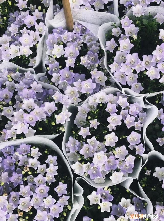 广州10个必去打卡的地方