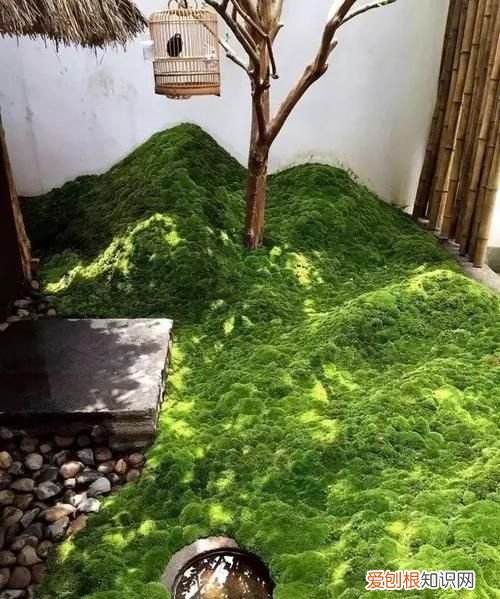 院子里长青苔怎么去除,院子里长青苔是什么原因