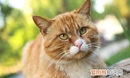 猫生小猫为什么会死,猫生的小猫死了是什么原因