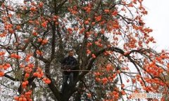 文“话”陇南︱天凉咧，撕一个泛红透亮、柿霜洁白的柿饼吃吧～～