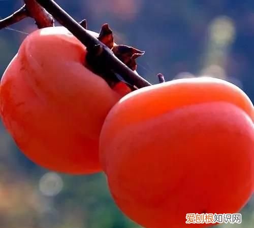 文“话”陇南︱天凉咧,撕一个泛红透亮、柿霜洁白的柿饼吃吧~~