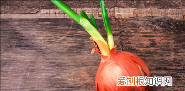 洋葱出芽可以吃么,洋葱发芽长出的青苗可以割来炒