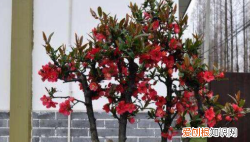 海棠花叶子有虫怎么办，海棠花叶子上有小虫怎么办