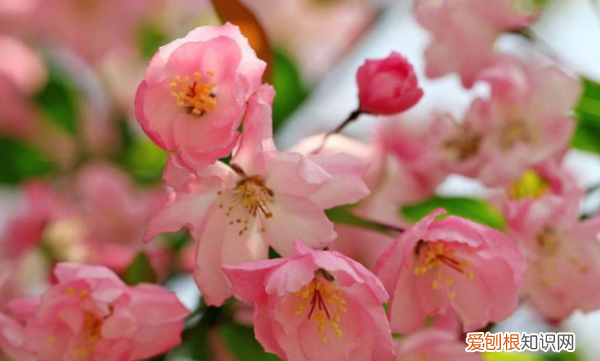 海棠花叶子有虫怎么办，海棠花叶子上有小虫怎么办