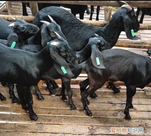 黑山羊品种有哪些，一只山羊多少斤肉