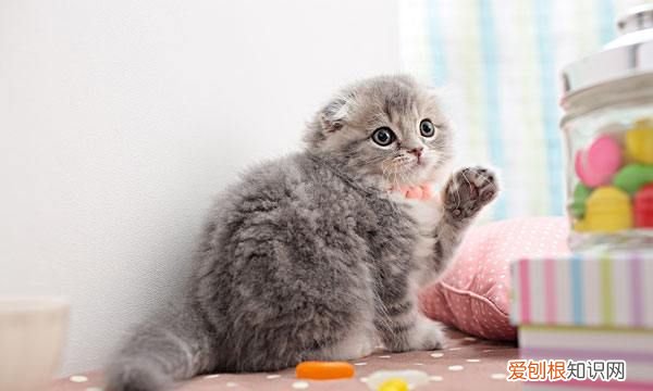 猫狂犬病发作几天会死，如果猫携带狂犬病毒能活多久