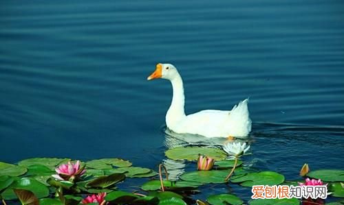 鹅鹅鹅是谁写的,鹅鹅鹅古诗诗人表达对鹅的什么之情