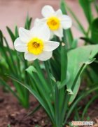 水熊虫和水仙花哪个生命力更强