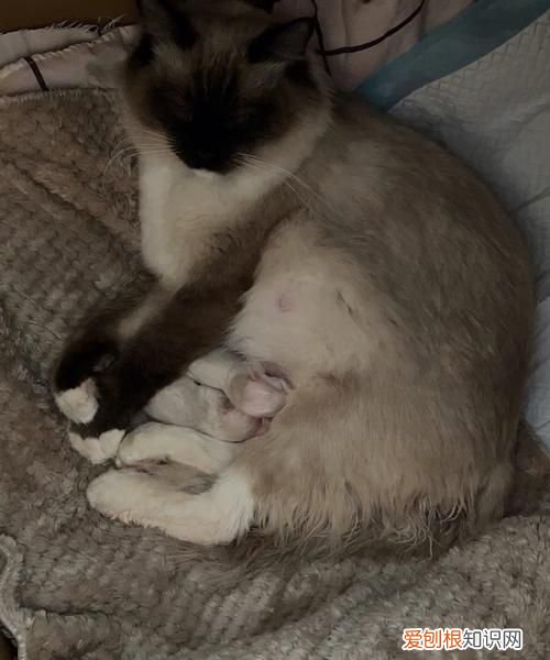 猫出奶了什么时候生，母猫能挤出奶水了就是快生了吗