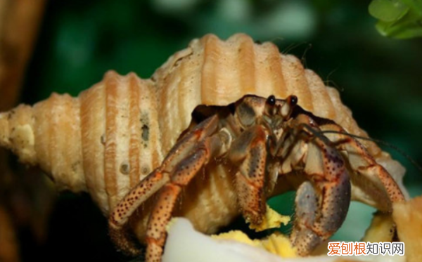 寄居蟹可以用淡水养，寄居蟹能用淡水养吗