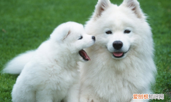 狗狗一直叫是什么意思,小狗狗一直叫个不停,是为什么?