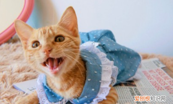 猫咪独自在家会孤独,两只猫在家会不会孤独