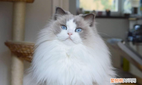 猫咪独自在家会孤独,两只猫在家会不会孤独