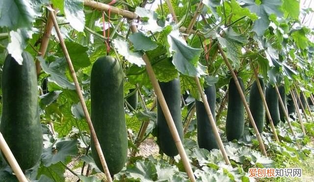 炒冬瓜怎么做好吃，冬瓜要配什么炒好吃