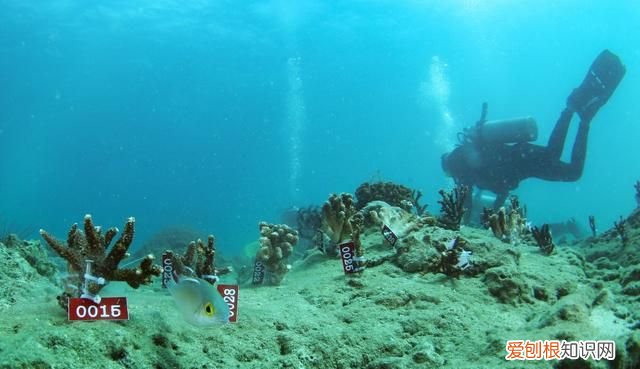 海南三亚蔚蓝色