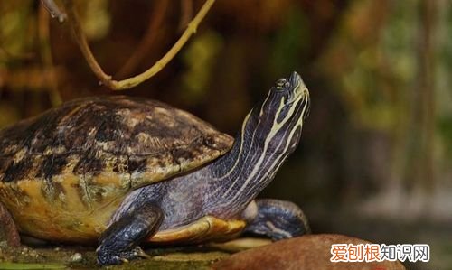 乌龟可以带上火车,乌龟可以带上火车吗