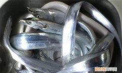 带鱼在海里怎么游，带鱼生活在海底多少米