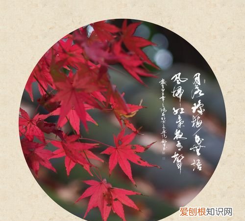 霜叶红于二月花是什么季节的，霜叶红于二月花是哪个季节的