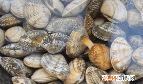 蒜蓉花甲的做法，蒜蓉花甲怎么做好吃又简单视频教程