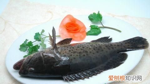 常吃的鱼有哪些,人们常吃的深海鱼有哪些呢