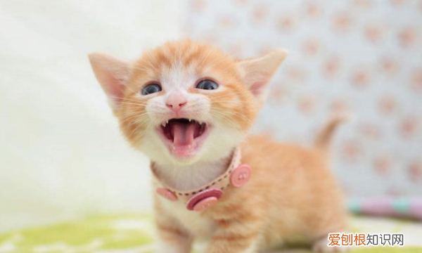 满月的猫为什么会一直叫，新来小猫半夜叫个不停怎么办