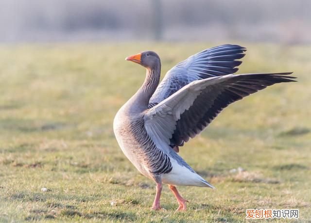 鸟类中的猛禽有哪些 最重的雁鹅类鸟