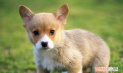 小狗满月可以抱走，狗狗生过小狗一个月了还流血