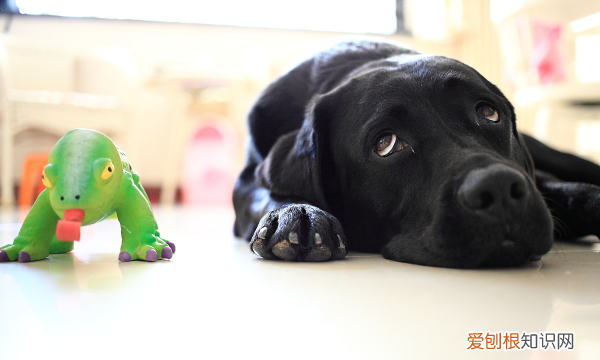 小狗满月可以抱走,狗狗生过小狗一个月了还流血