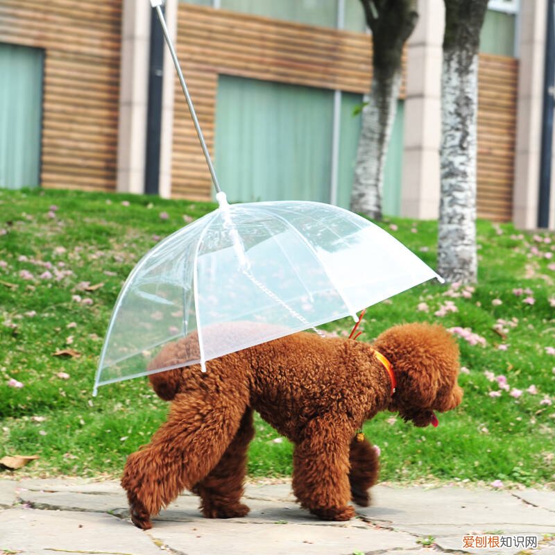 情侣雨伞一般买多大