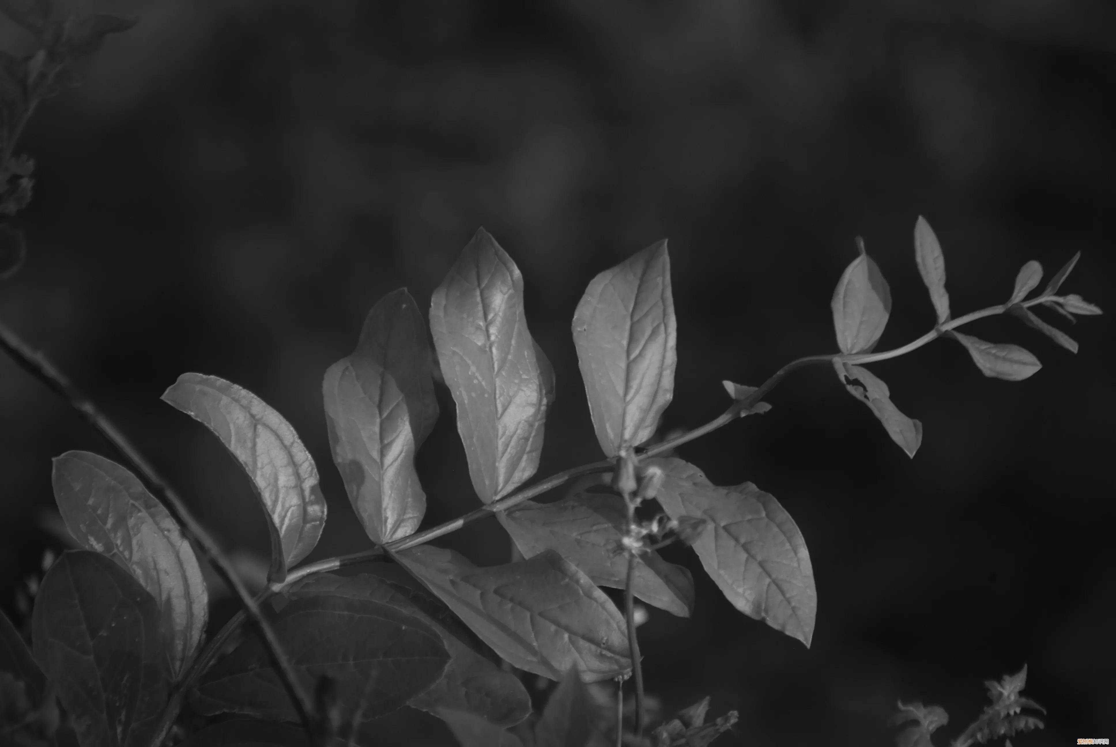 三星nx1000值得买吗和nx2000哪个更好