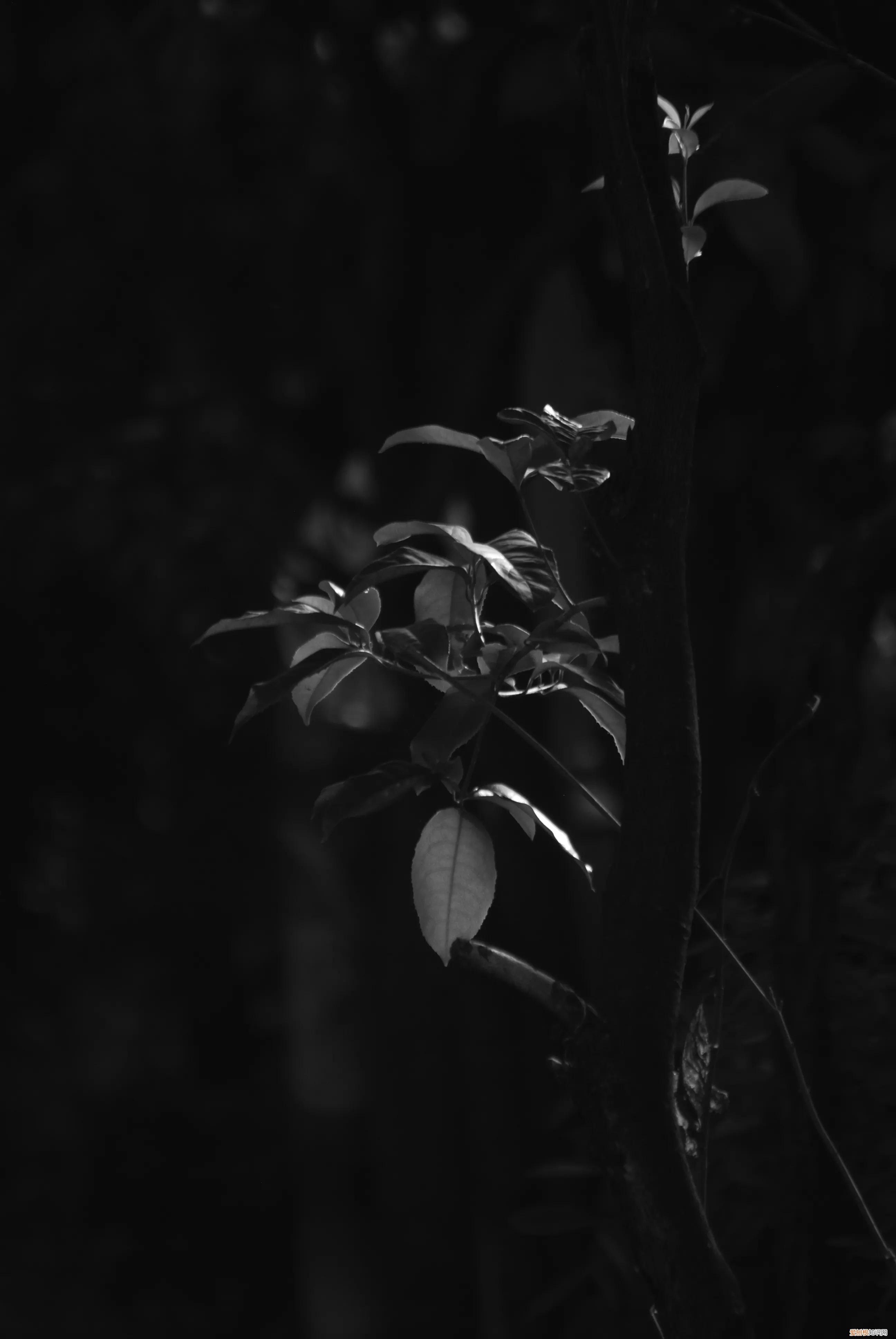 三星nx1000值得买吗和nx2000哪个更好