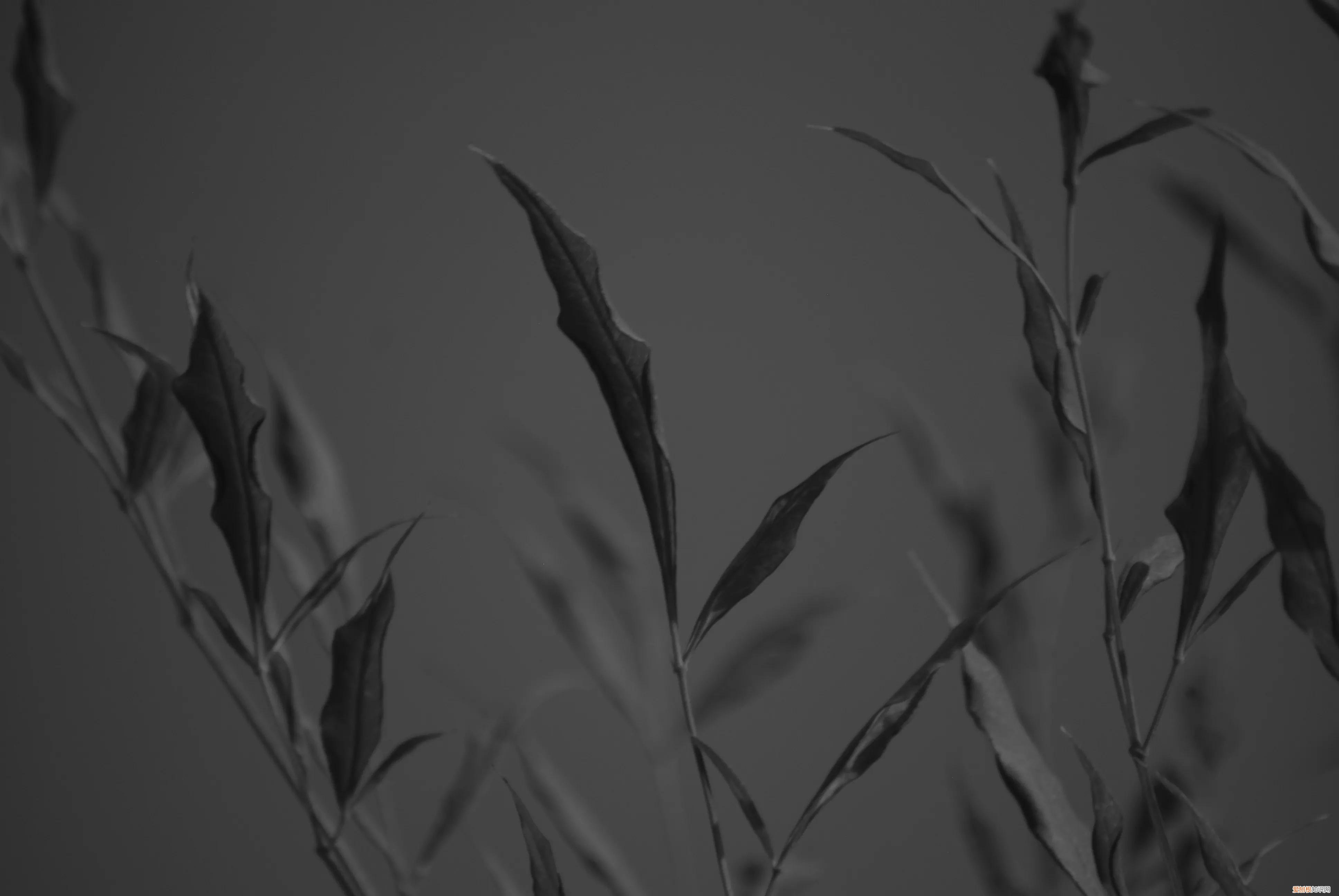 三星nx1000值得买吗和nx2000哪个更好