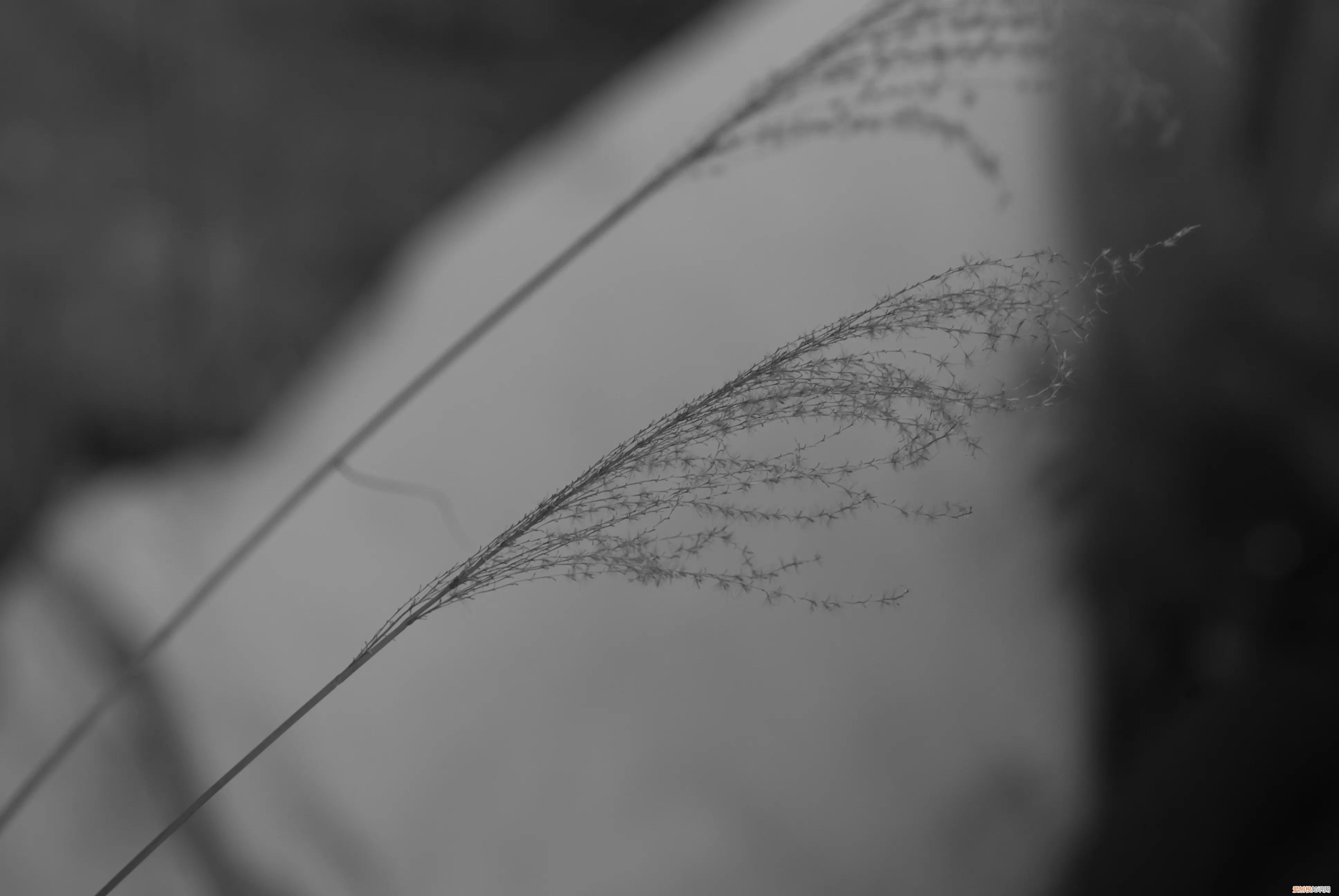 三星nx1000值得买吗和nx2000哪个更好