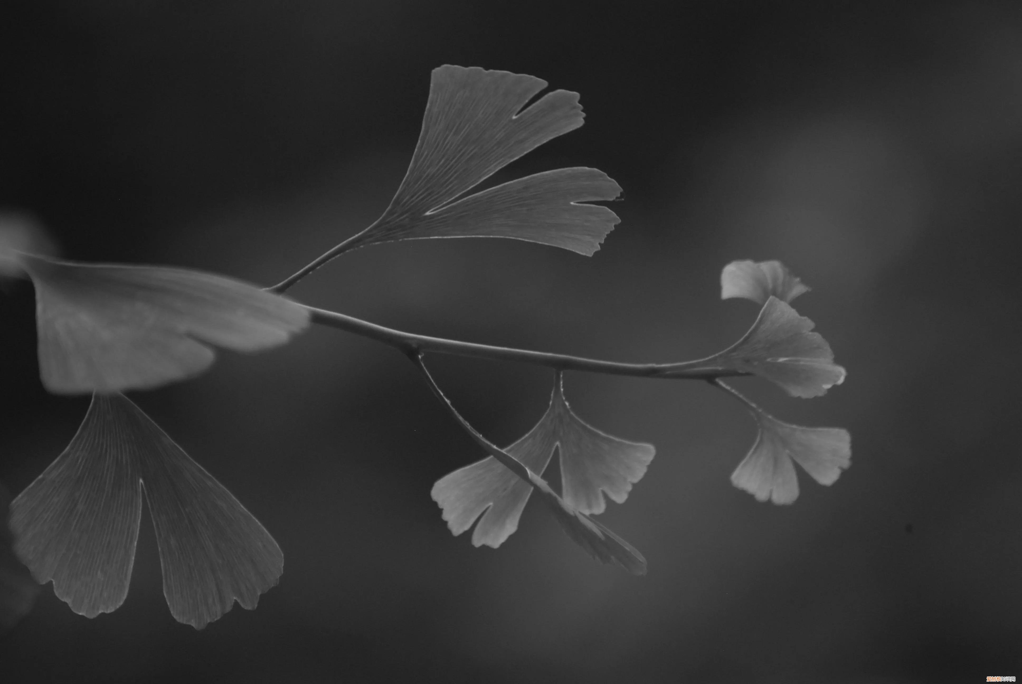 三星nx1000值得买吗和nx2000哪个更好