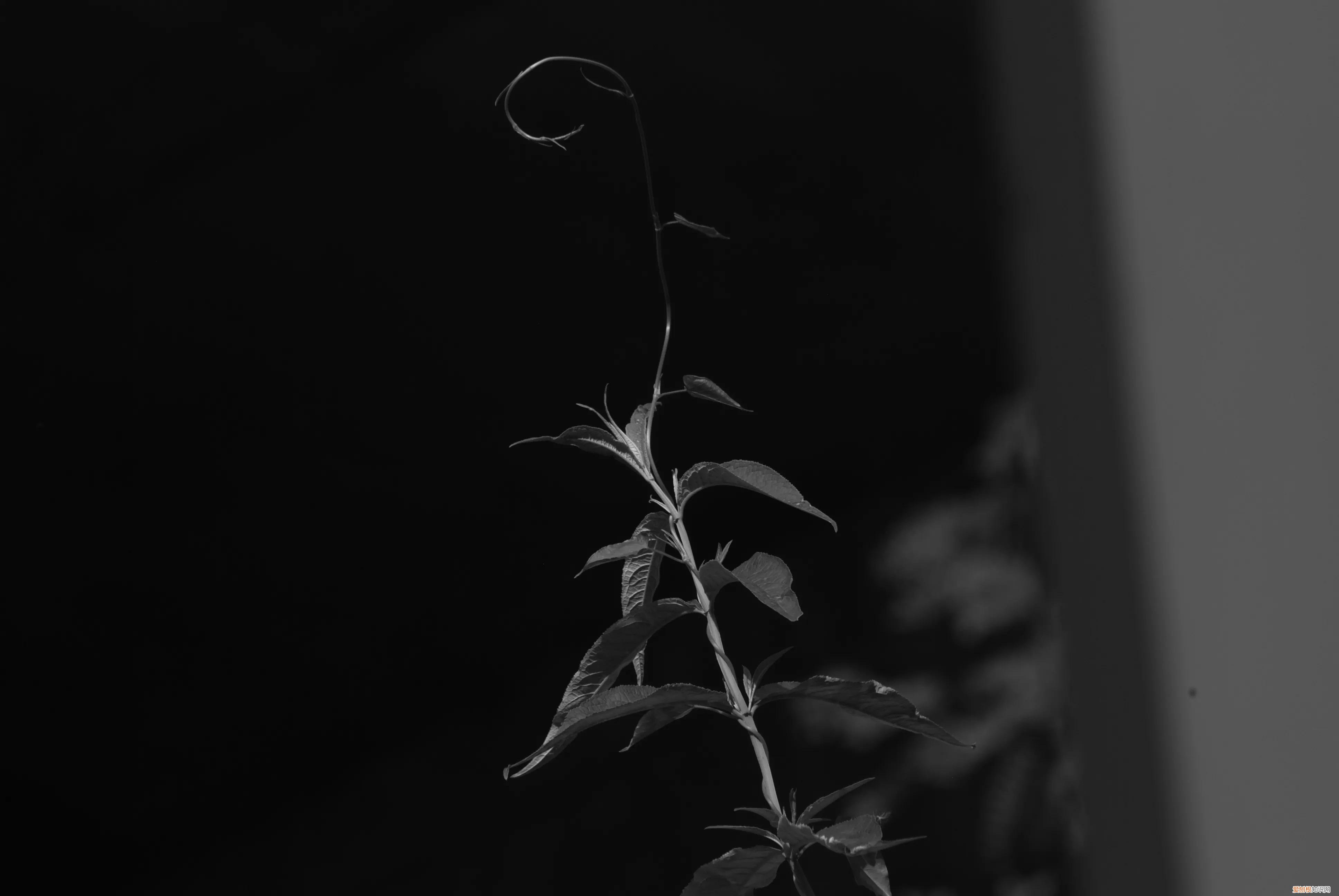 三星nx1000值得买吗和nx2000哪个更好