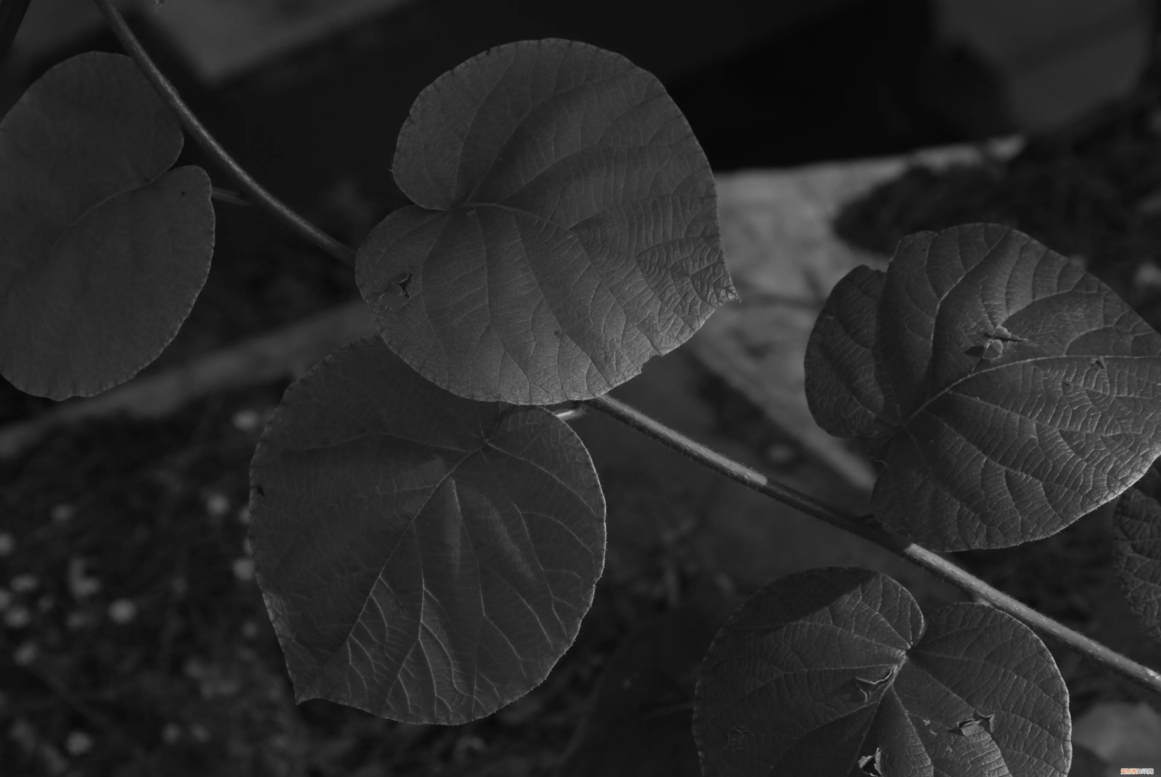 三星nx1000值得买吗和nx2000哪个更好