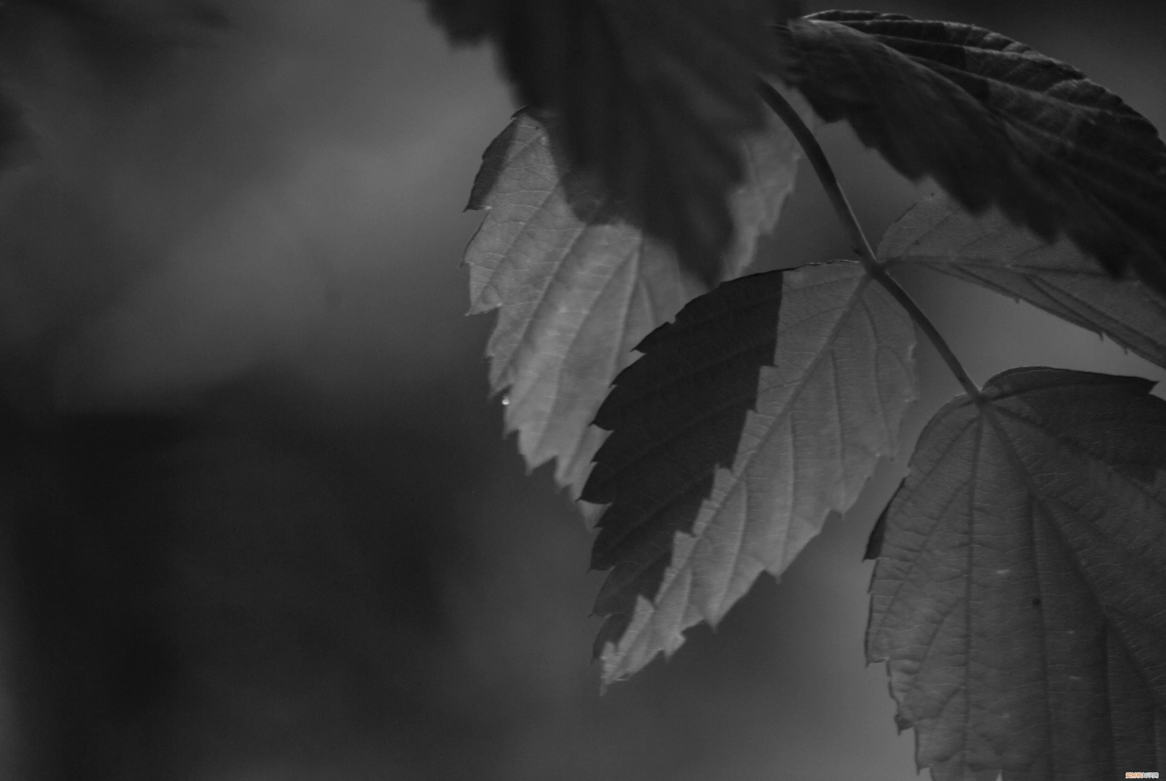 三星nx1000值得买吗和nx2000哪个更好