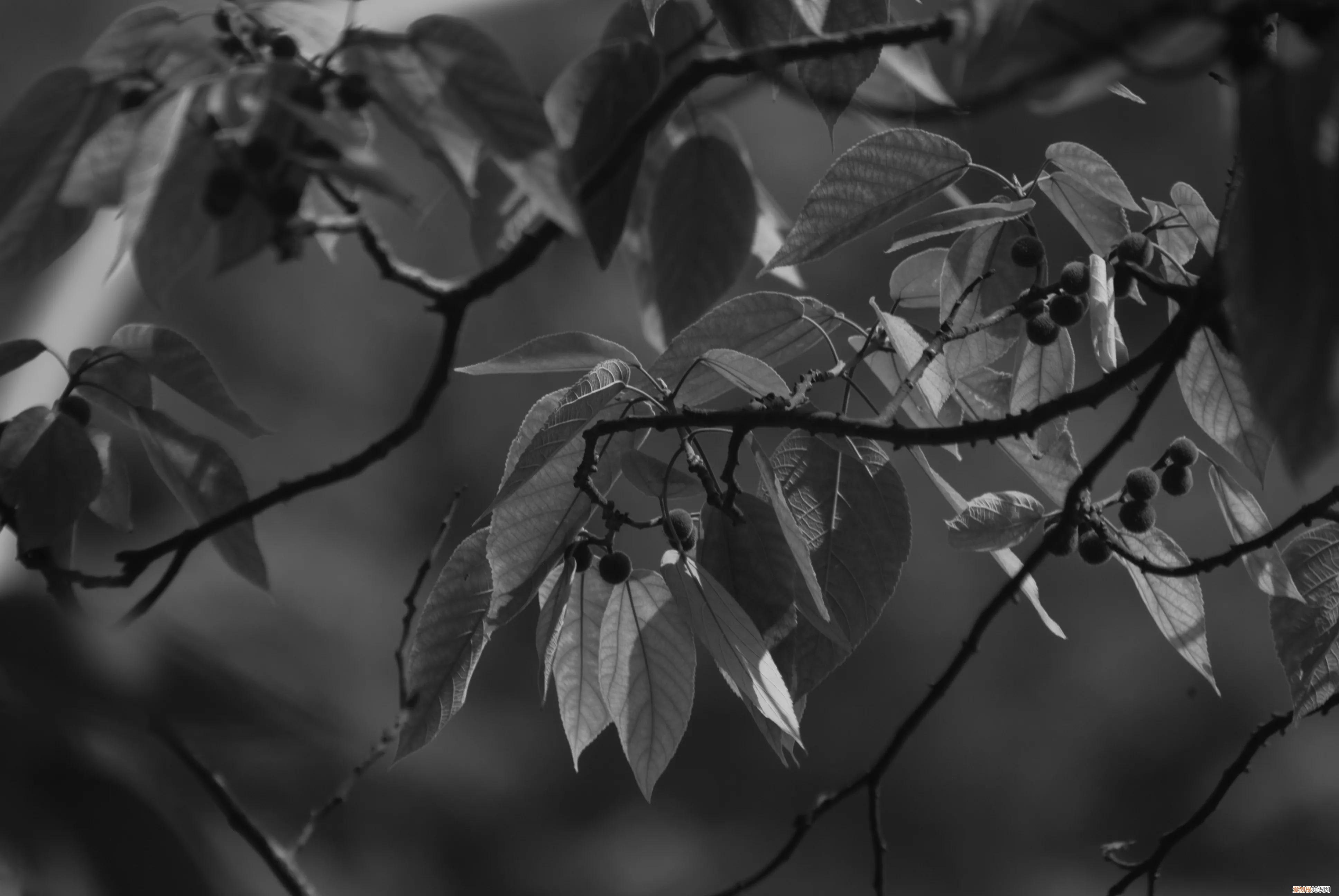 三星nx1000值得买吗和nx2000哪个更好