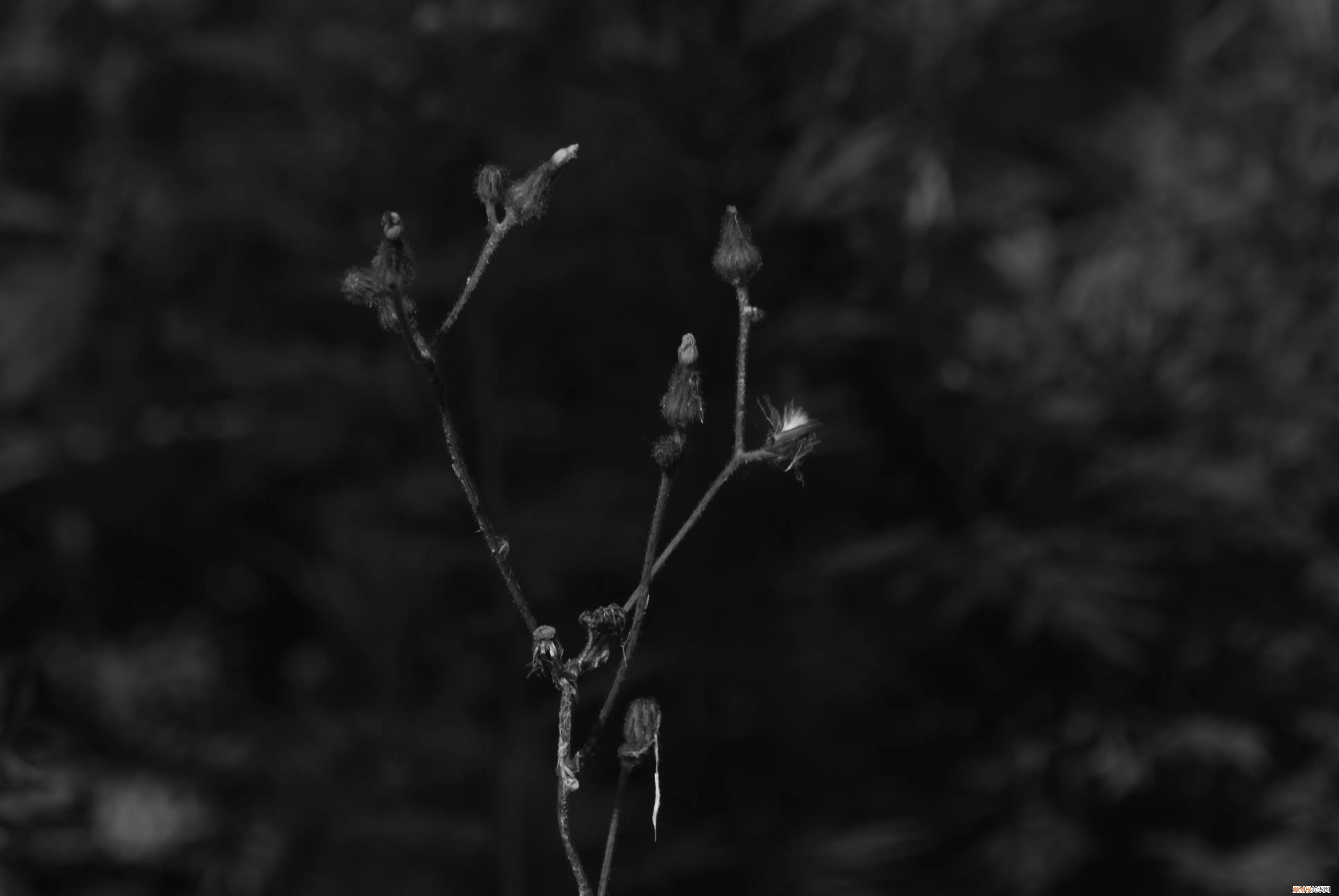 三星nx1000值得买吗和nx2000哪个更好