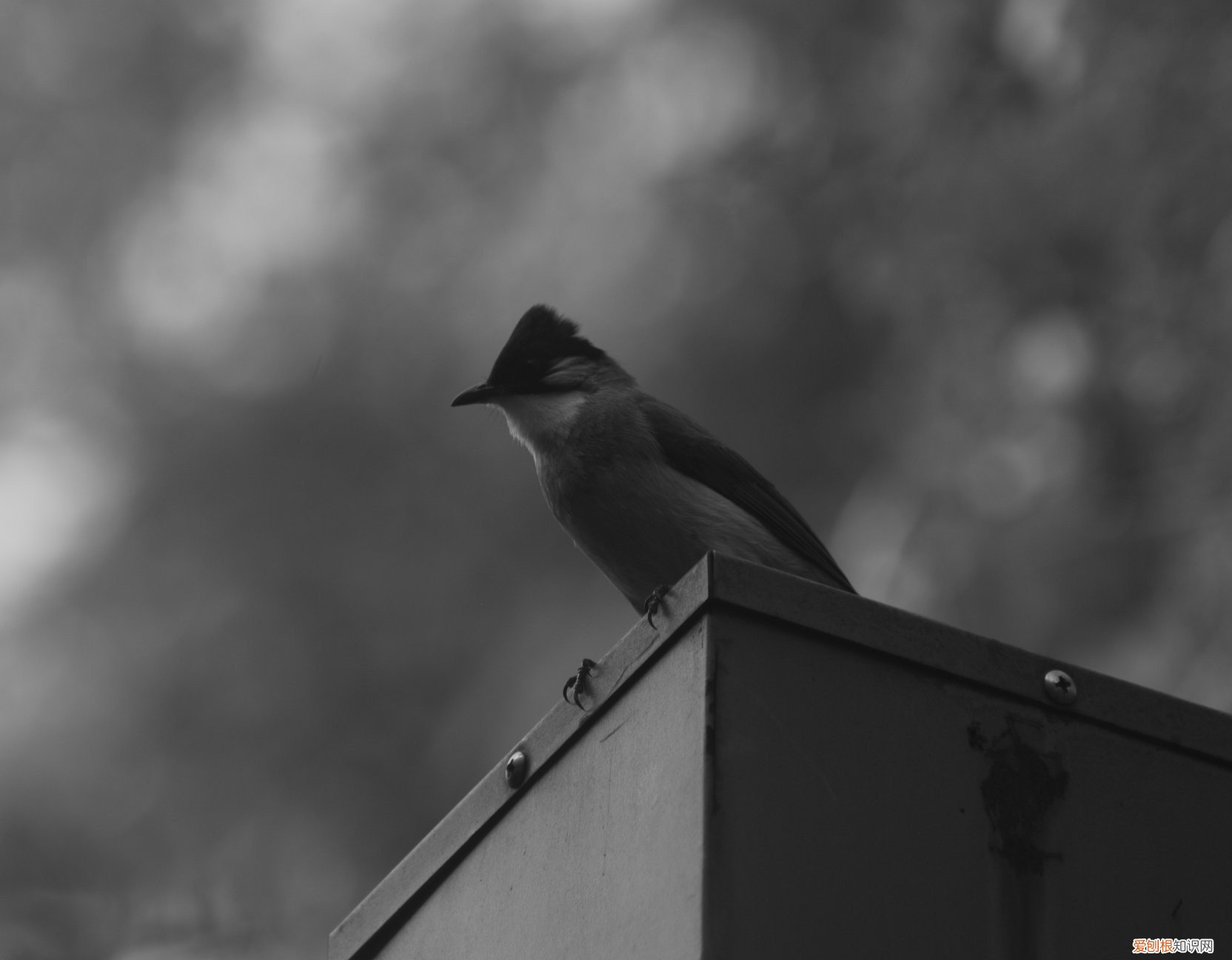 三星nx1000值得买吗和nx2000哪个更好