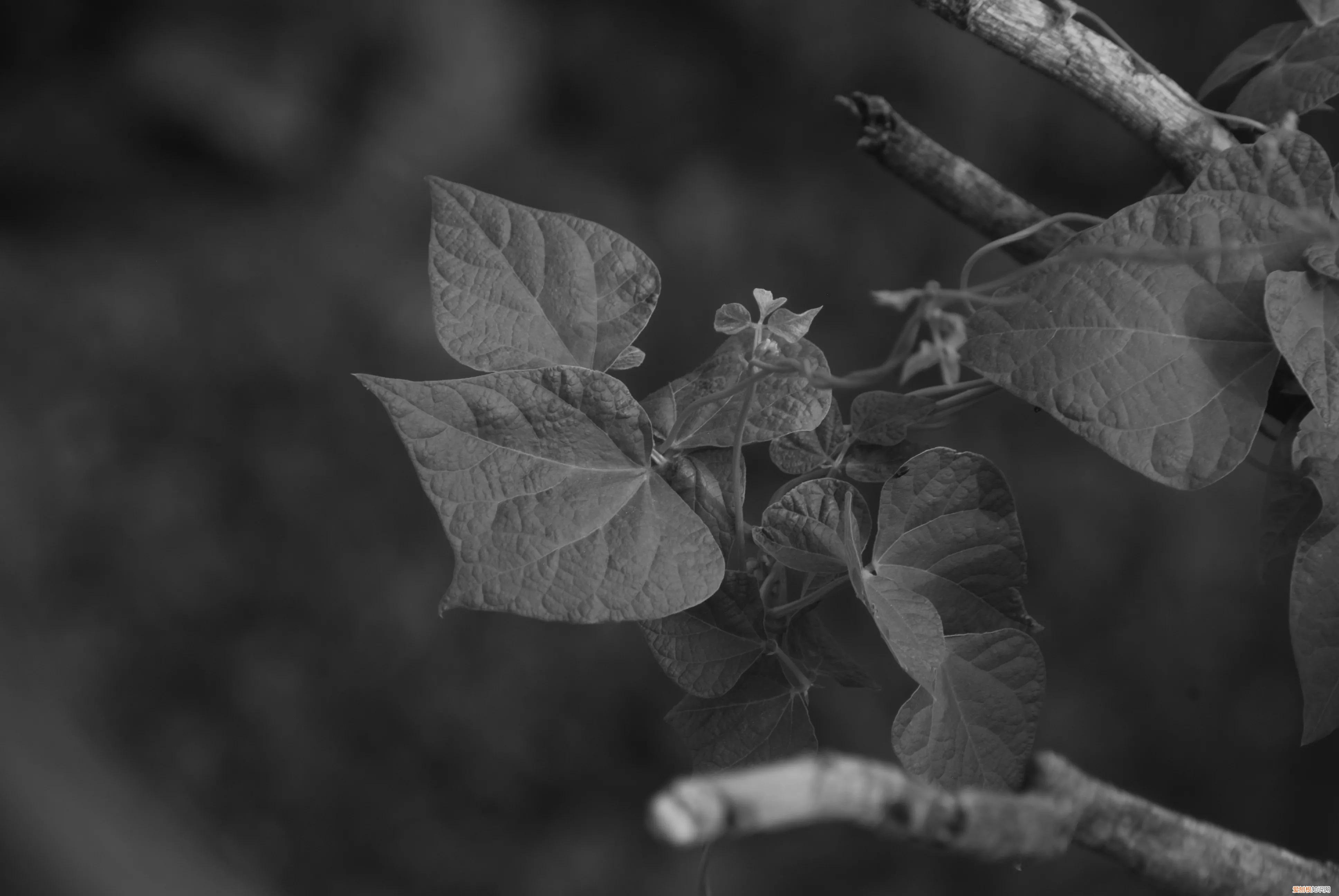 三星nx1000值得买吗和nx2000哪个更好